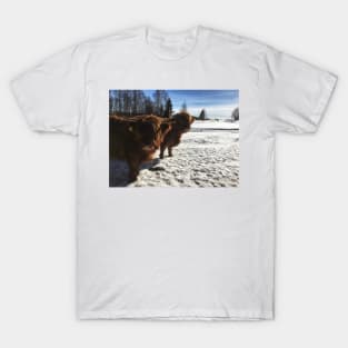 Scottish Highland Cattle Cow and Calf 1950 T-Shirt